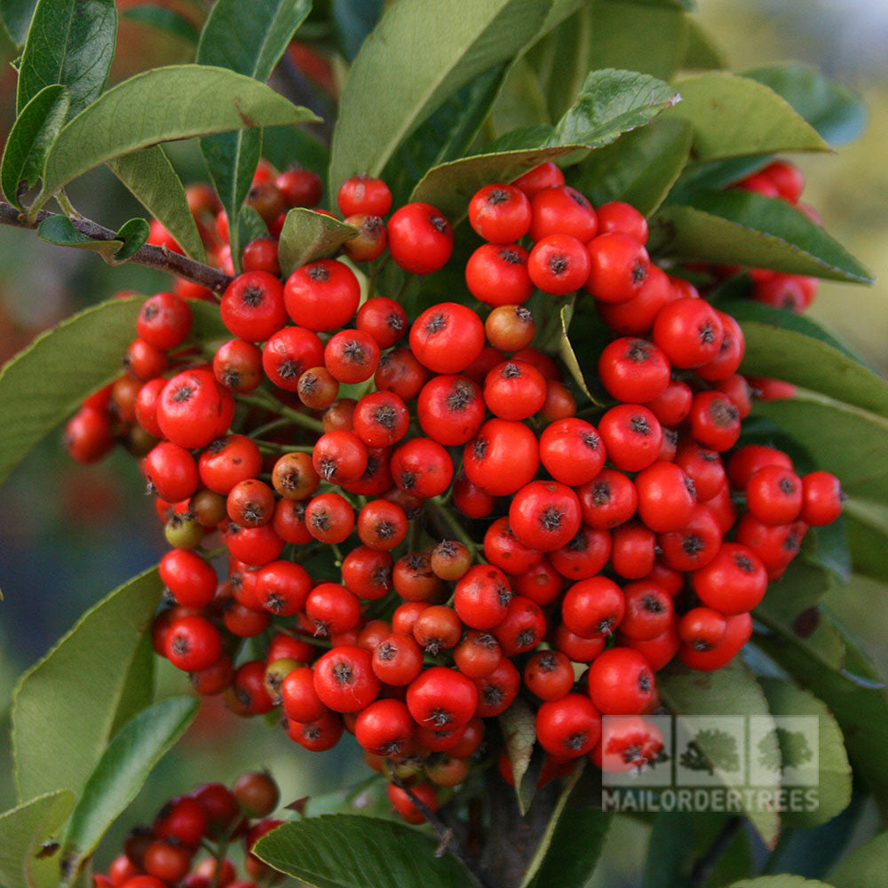 Close-up of a cluster of small, bright red berries surrounded by green leaves on a branch of the Pyracantha Mohave - Firethorn Mohave shrub.