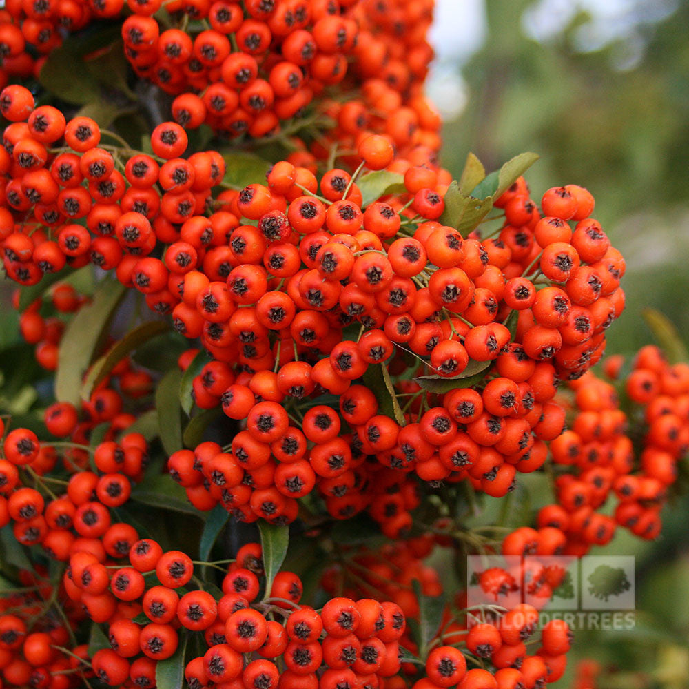 Pyracantha Orange Glow, also known as Firethorn Orange Glow, is a hardy evergreen shrub adorned with clusters of bright orange berries and lush green leaves.