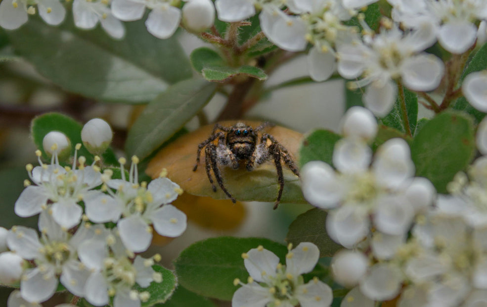 A Friend to Wildlife with Seasonal Rewards.