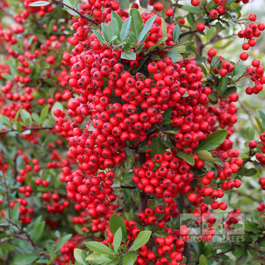 Pyracantha Red Column - Firethorn Red Column