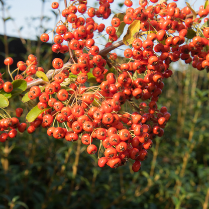 A cascade of vibrant Pyracantha Saphyr Orange Cadange berries embellishes a branch with lush green leaves, set against a softly blurred natural backdrop.