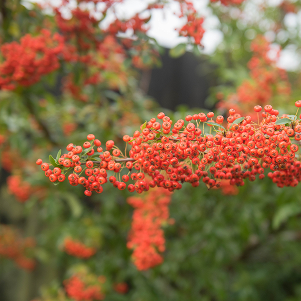 Close-up of a branch with clusters of small, vibrant berries from the Pyracantha Saphyr Orange Cadange, surrounded by lush green leaves.