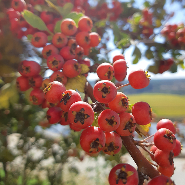 Close-up of glossy red Pyracantha Saphyr Rouge Cadrou berries on a branch with green leaves, set against a blurred natural background, attracting wildlife.