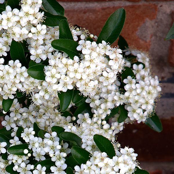 Dense white flower clusters and dark green leaves of Pyracantha Saphyr Rouge Cadrou - Firethorn Saphyr Rouge create a vibrant tapestry against a brick wall, with its glossy red berries attracting wildlife.