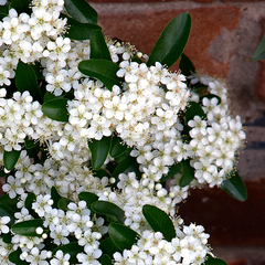 Pyracantha Saphyr Rouge Cadrou - Firethorn Saphyr Rouge