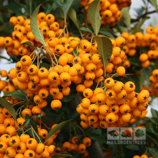 Pyracantha Soleil dOr, an evergreen shrub, features clusters of small, round, buttery-yellow berries and lush green leaves.