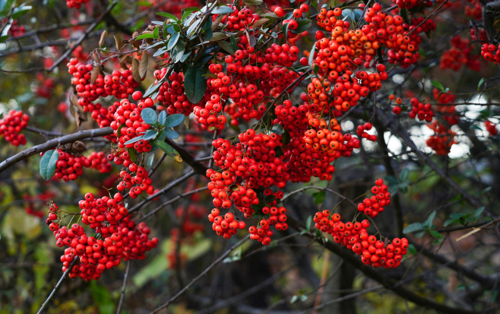 Pyracantha: A Blaze of Colour Throughout the Seasons.