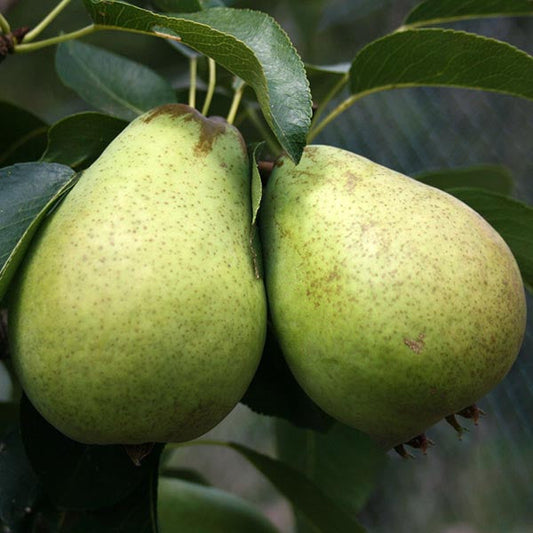 Two pears dangle from a lush Pyrus Beth - Beth Pear Tree branch, highlighting natural beauty and cross-pollination benefits.