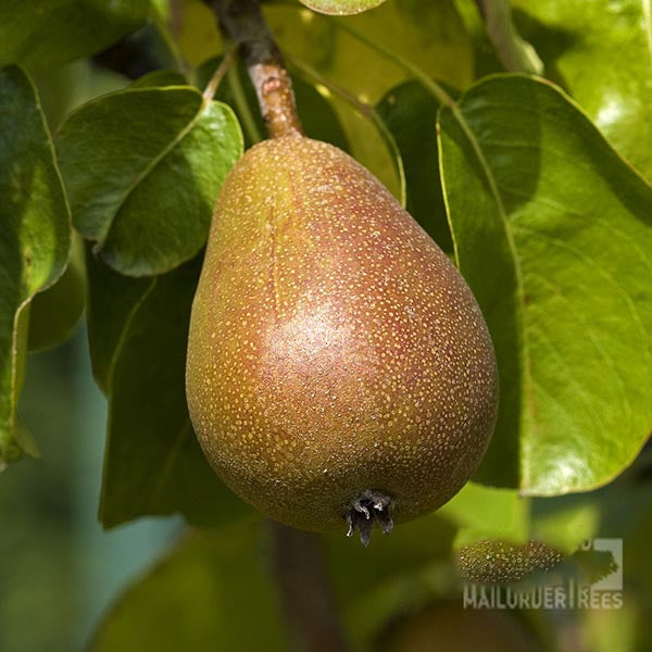 A ripe Pyrus Beurre Hardy pear hangs elegantly from a branch, surrounded by lush green leaves, showcasing this ornamental dessert pear tree.