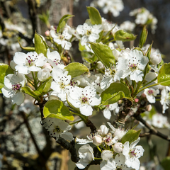 Pyrus Chanticleer - Ornamental Pear Tree