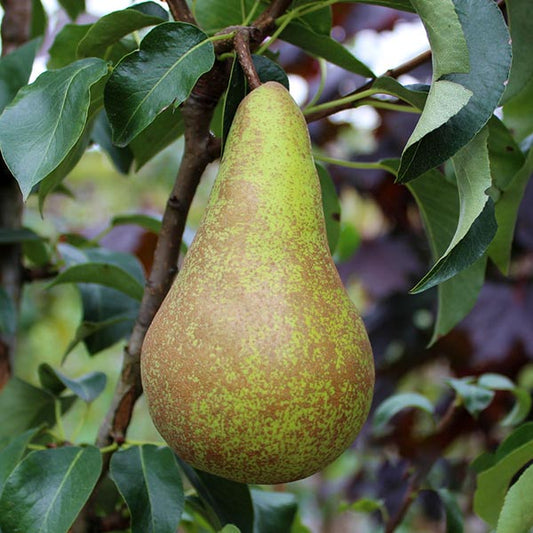 A ripe pear from the Pyrus Concorde - Concorde Pear Tree dangles amidst verdant leaves.