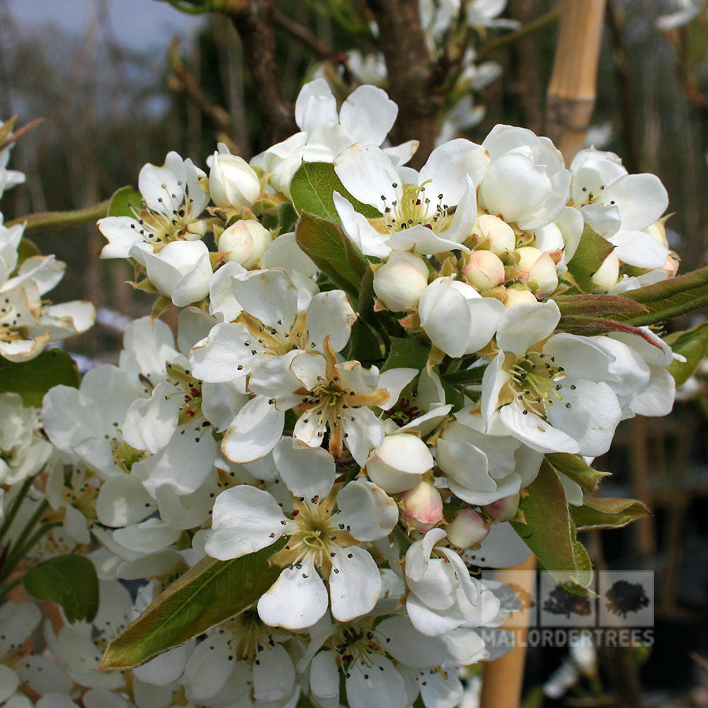 Close-up of white pear blossoms from a Pyrus Conference, showing green leaves and unopened buds.