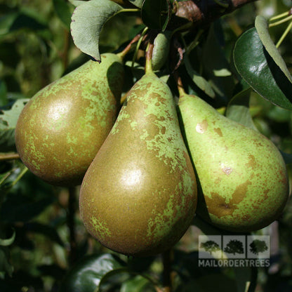 A cluster of three green pears hangs gracefully from a Pyrus Conference branch, set against a lush tapestry of leaves.