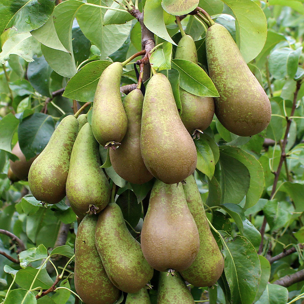 A cluster of green pears hangs from a branch of the Pyrus Conference - Conference Pear Tree, encircled by lush leaves.