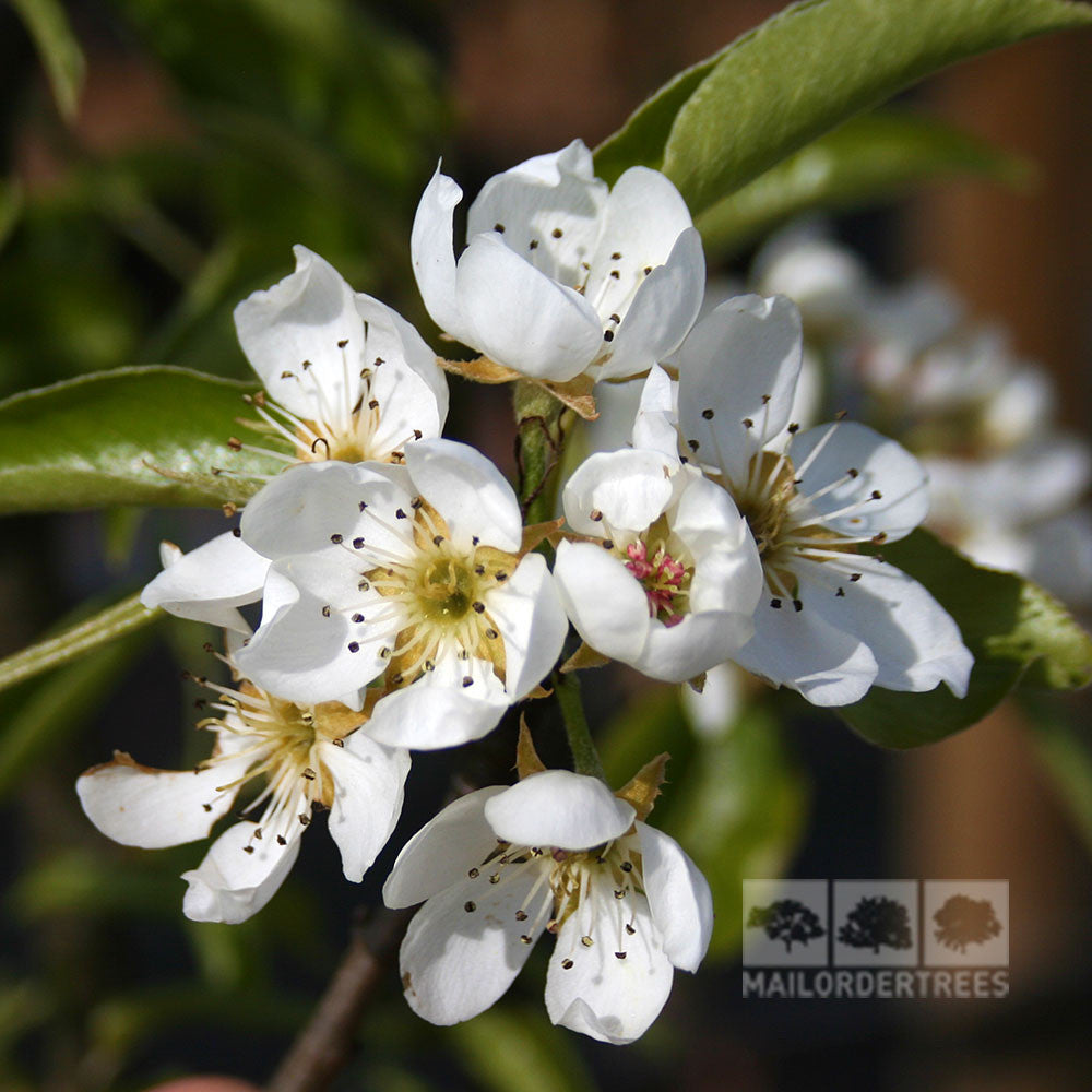 Green leaves of the Pyrus Doyenne du Comice - Comice Pear Tree are adorned with white blossoms having five petals and speckled centers.