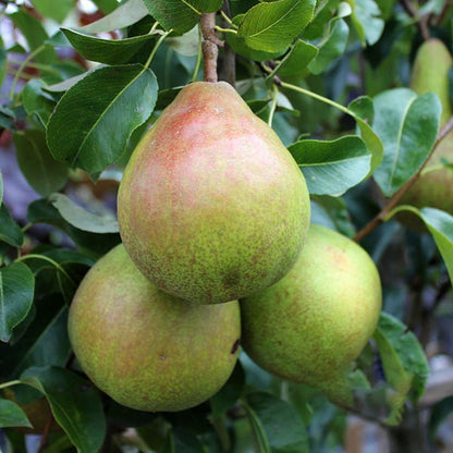 Three ripe Pyrus Doyenne du Comice pears hanging on a tree branch with lush green leaves.