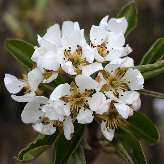 Close-up of white blossoms from the Pyrus Humbug pear tree, featuring thick skins and small green leaves in the background.