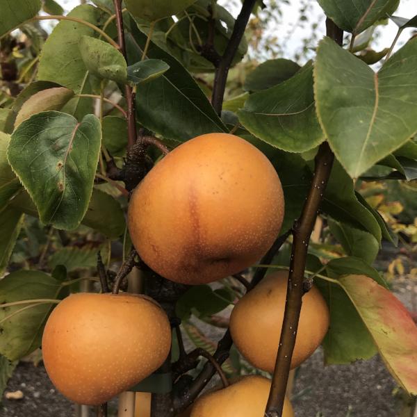 The Pyrus Kumoi - Asian Pear Tree stands out with its branches graced by orange pears amid vivid green leaves. This self-fertile marvel thrives independently, echoing the beauty of the classic Asian Pear Kumoi.