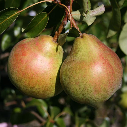 Two ripe Pyrus Onward pears dangle gracefully from a branch with lush green leaves. They showcase a charming blend of green and red hues, exemplifying the notable disease resistance of the Onward Pear Tree.