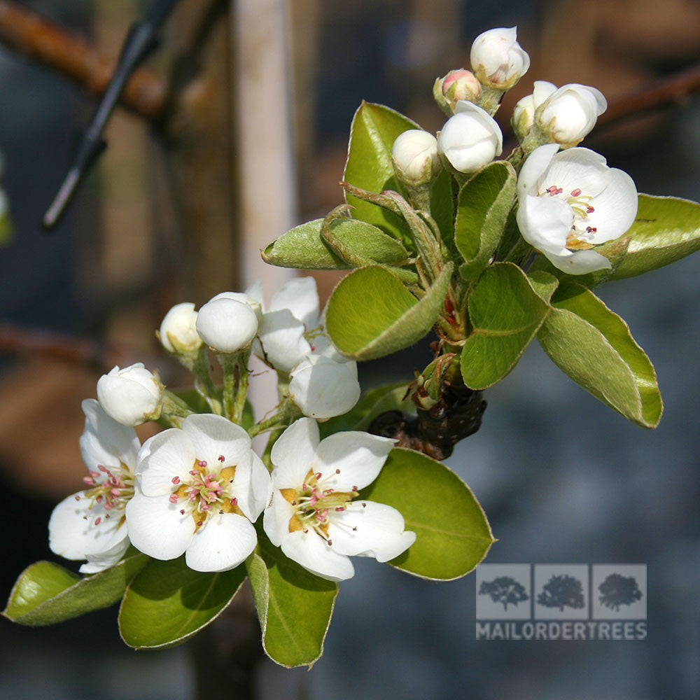 The Pyrus Packhams Triumph - Packhams Triumph Pear Tree is a stunning choice for medium to small gardens, featuring delicate white blossoms and vibrant green leaves. Perfect for adding charm to your garden setting.