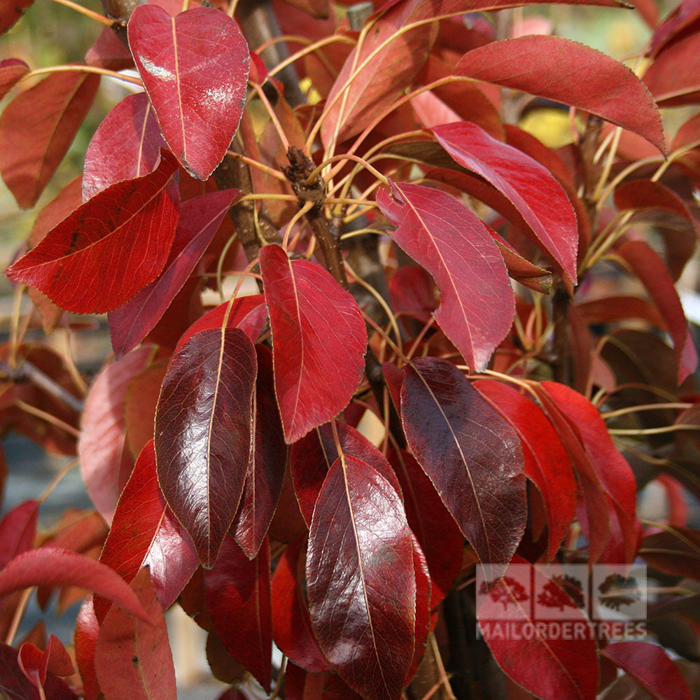 A close-up of a branch from the Pyrus Packhams Triumph, showcases vibrant red leaves with a glossy texture. Ideal for medium to small-sized gardens, this pear tree variety adds a striking touch to any outdoor space.