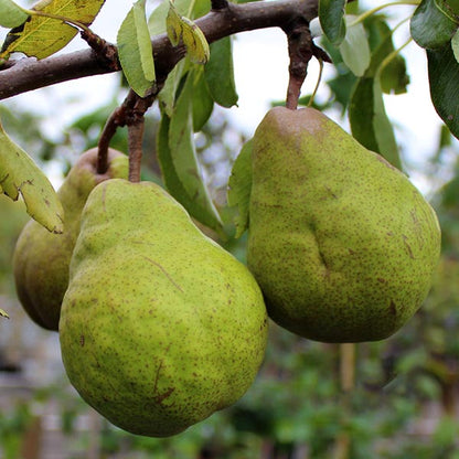 Against a blurred outdoor background, three pears hang from the Packhams Triumph Pear Tree (Pyrus Packhams Triumph) with leaves. Ideal for medium to small gardens, these trees offer both beauty and bounty.