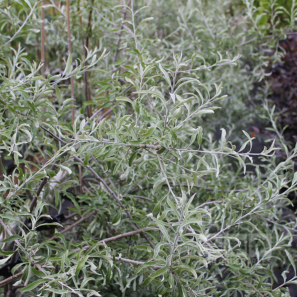 Pyrus Pendula - Foliage