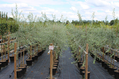 Weeping Pear Trees