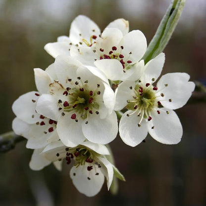 Pyrus Pendula - Flowers