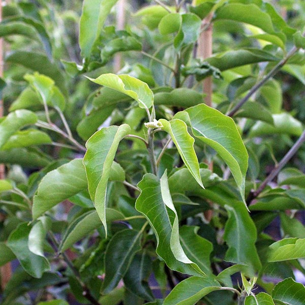 Pyrus Redspire - Foliage