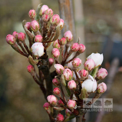 Close-up of pink and white flower buds on a branch, reminiscent of the delicate blooms of the Pyrus Sensation - Sensation Pear Tree, against a blurred background.