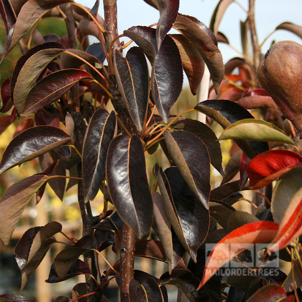 Close-up of Pyrus Sensations dark burgundy leaves on a branch, with a small logo visible in the bottom right corner.