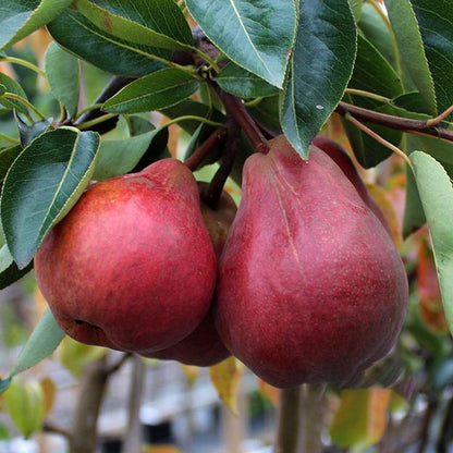 Two ripe red-skinned fruits hang from a Pyrus Sensation - Sensation Pear Tree with lush green leaves, bringing elegance to an ornamental garden.