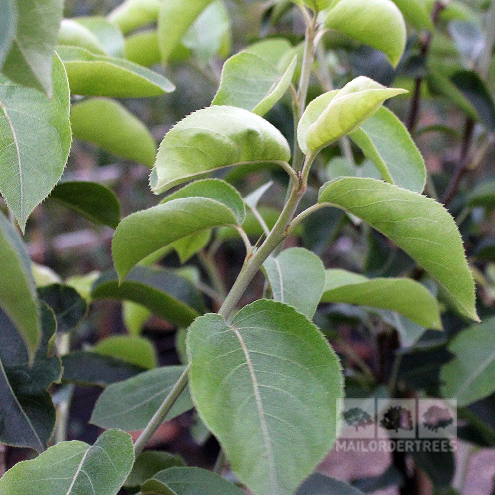 Close-up of green leaves on a plant branch, likely from the Pyrus Shinseiki - Asian Pear Tree, set against a blurred backdrop that suggests apple-shaped fruits.