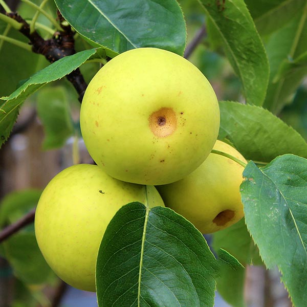 Three green apple-shaped fruits, resembling Asian pears from the Pyrus Shinseiki tree, hang from a branch with lush green leaves.