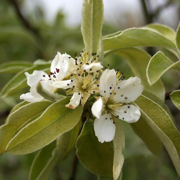 Pyrus Silver Sail - Flower