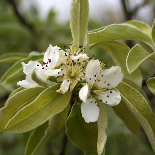 Pyrus Silver Sail - Ornamental Pear Tree