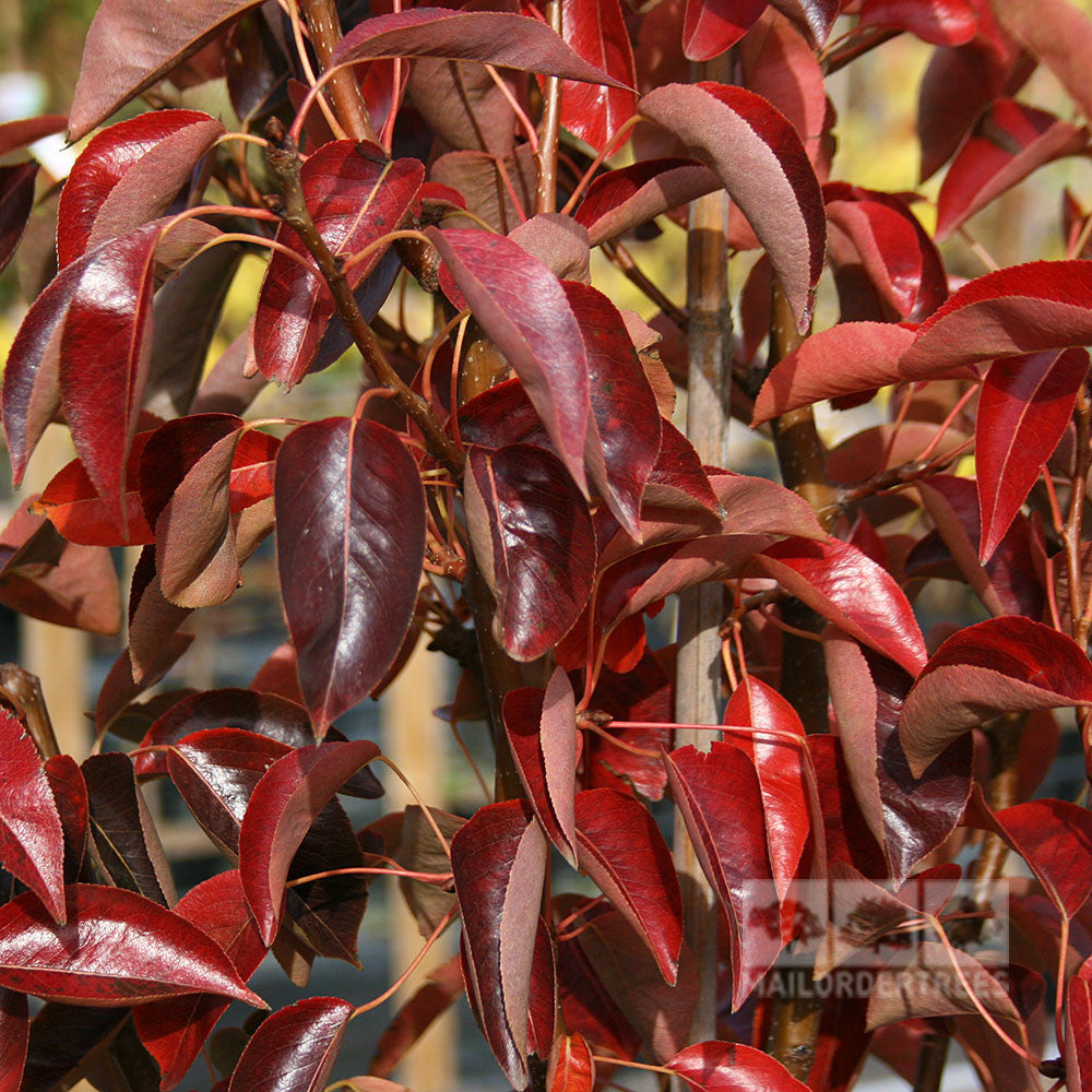 Close-up of a Pyrus Williams Bon Chretien Pear Tree with glossy red leaves in natural light.