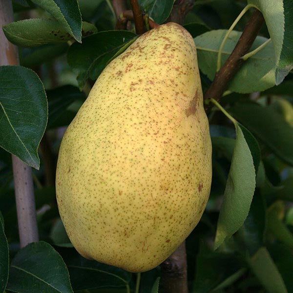 A ripe pear dangles from a branch of the lush Pyrus Williams Bon Chretien - Williams Pear Tree, as its green leaves stir gently in the breeze.