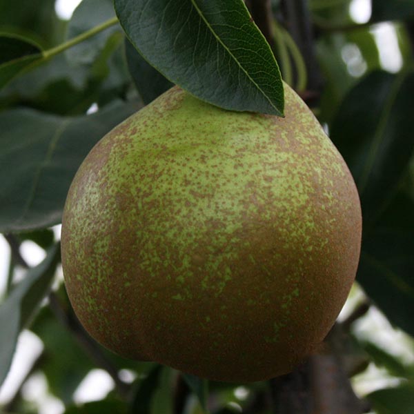 Close-up of a Pyrus Winter Nellis pear hanging from a tree branch, highlighting its frost resistance among vibrant green leaves.