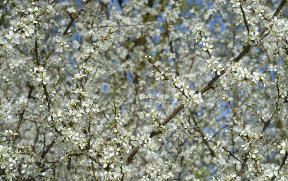 Pyrus: A Springtime Spectacle of Blossom.