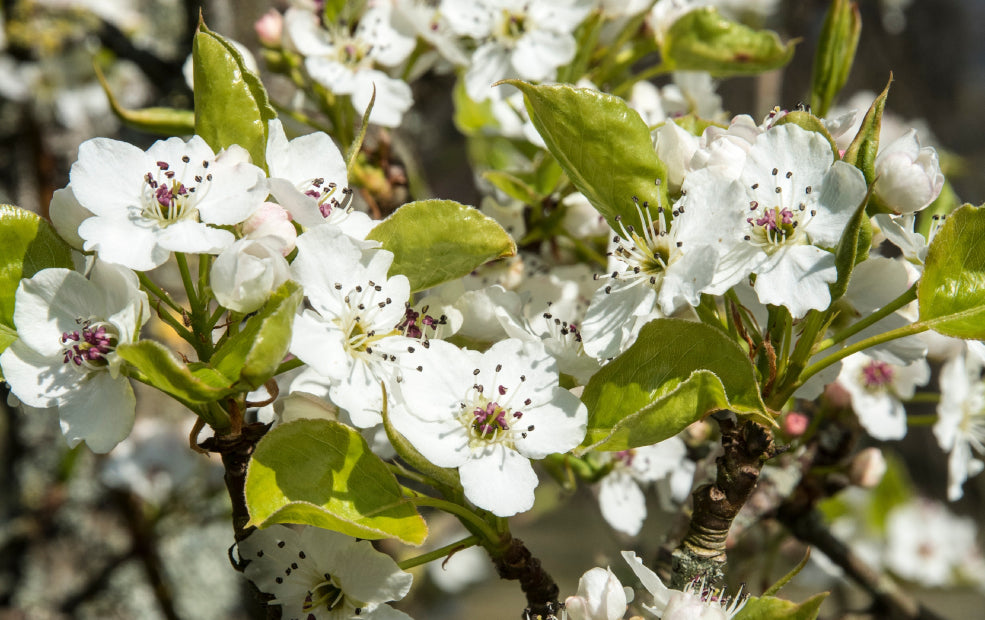 From Spring Blooms to Autumn Glory.