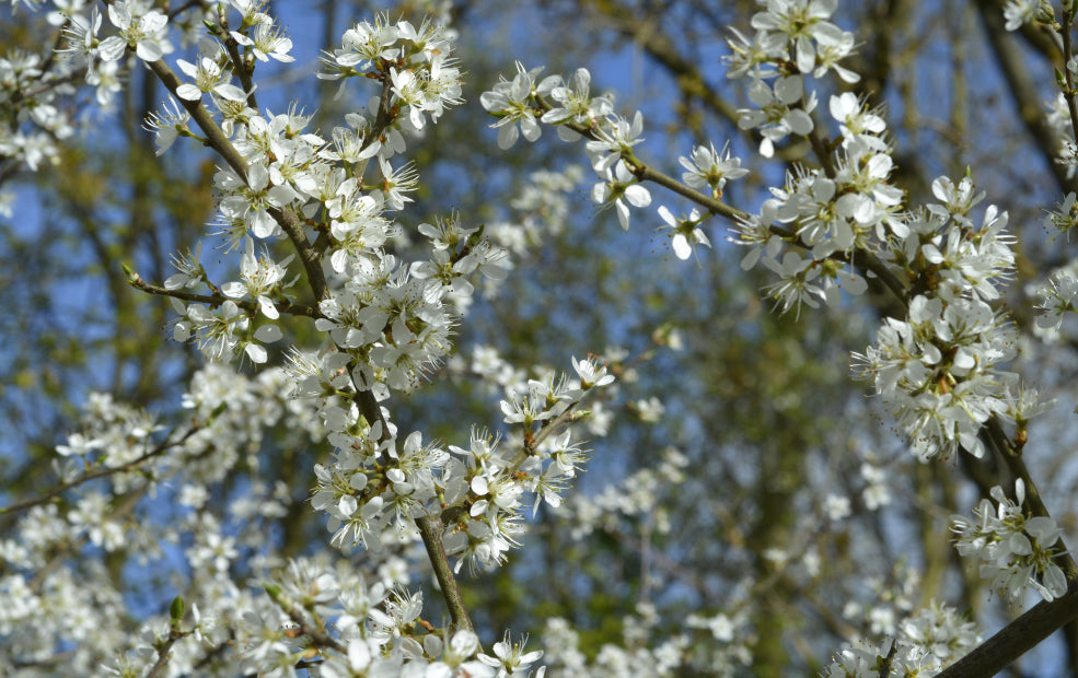 Versatile and Adaptable for Modern Gardens.