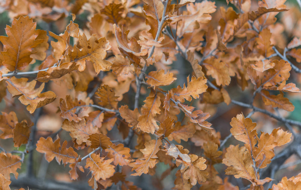 Close-up of brown autumn leaves on branches, displaying a dense network of foliage.