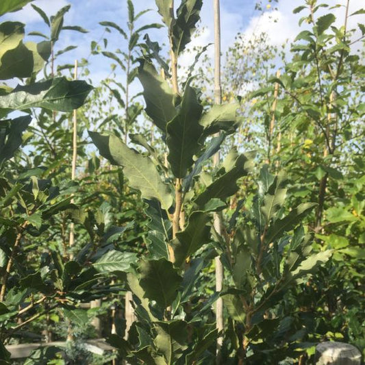 Quercus Green Spire - Chestnut Leaved Oak Tree