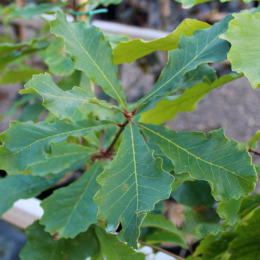 Quercus bicolor - Swamp White Oak Tree