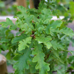 Quercus cerris - Turkey Oak Tree