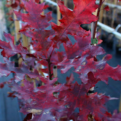 Quercus coccinea - Scarlet Oak Tree