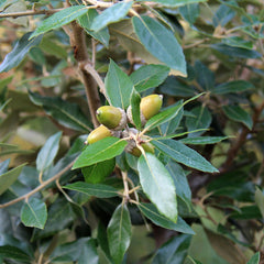 Quercus ilex - Holm Evergreen Oak Tree