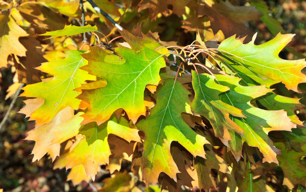 Close-up of tree branches with multiple leaves turning from green to shades of yellow and brown, indicating autumn.